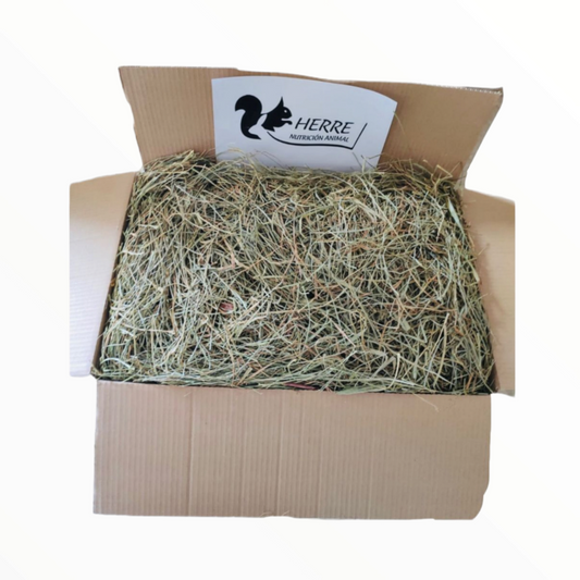 Herre heno de festuca