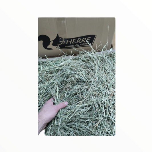 Herre Heno de Timothy 2° corte