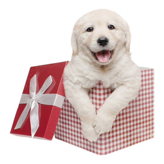 Caja regalo para perros