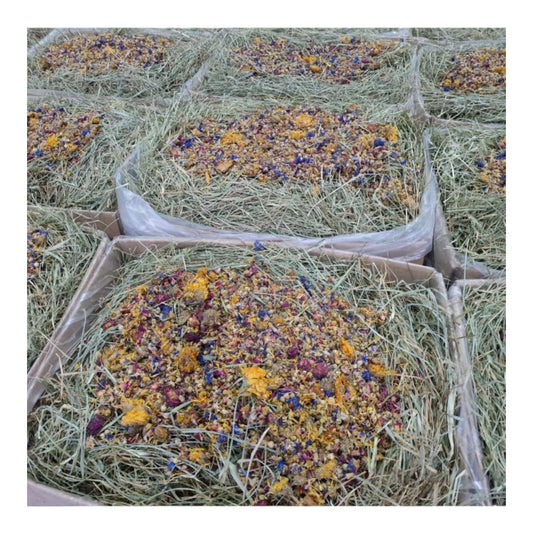 Herre Heno de Festuca con flores