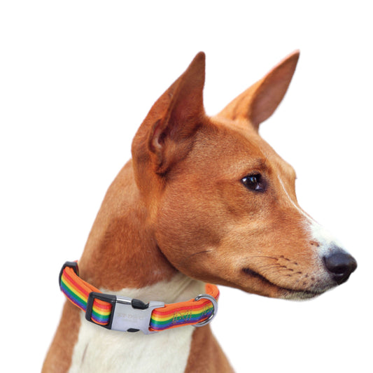 Collar XT-Dog rainbow